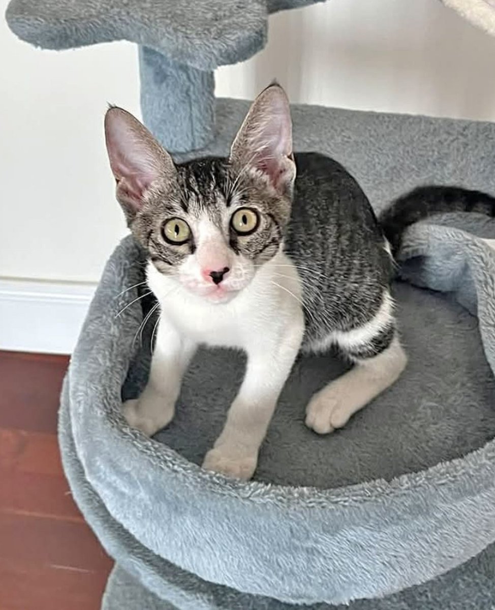 unonlus's tweet photo. #Gattino dolcissimo di 3 mesi #cercafamiglia ! 🐱💖
Iper affettuoso: ti corre subito in braccio e ti segue ovunque! Mamma testata FIV/FeLV negativa.
📍 Roma (adottabile Centro/Nord)
#sonia 
📩 ☎️ 335/6337884 https://t.co/mwWngZUBYa