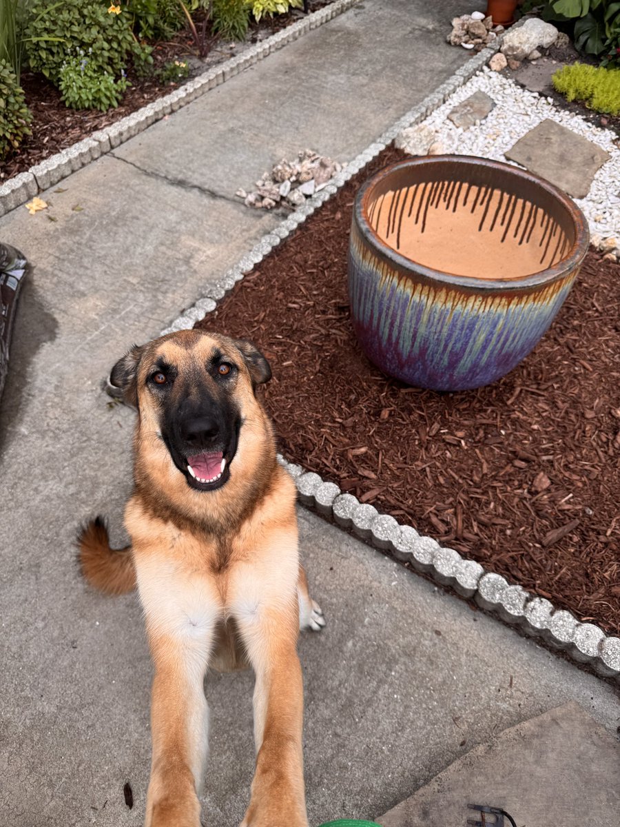 HazardFox's tweet photo. Out of all the dogs I’ve had in my life, I’ve never had a dog that never wanted to run away, was instinctually protective of me, and answered to every command the way this one does, all without extensive training. 

Shepherds are premium companions for those who can speak dog. https://t.co/9wvMl6uVz0