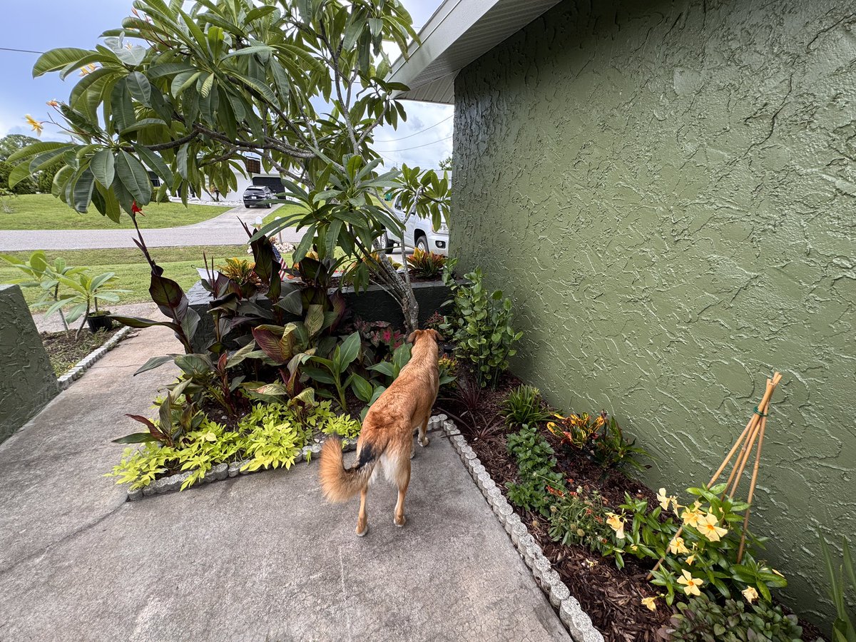 HazardFox's tweet photo. Out of all the dogs I’ve had in my life, I’ve never had a dog that never wanted to run away, was instinctually protective of me, and answered to every command the way this one does, all without extensive training. 

Shepherds are premium companions for those who can speak dog. https://t.co/9wvMl6uVz0