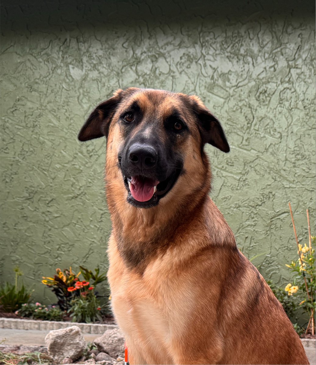 HazardFox's tweet photo. Out of all the dogs I’ve had in my life, I’ve never had a dog that never wanted to run away, was instinctually protective of me, and answered to every command the way this one does, all without extensive training. 

Shepherds are premium companions for those who can speak dog. https://t.co/9wvMl6uVz0