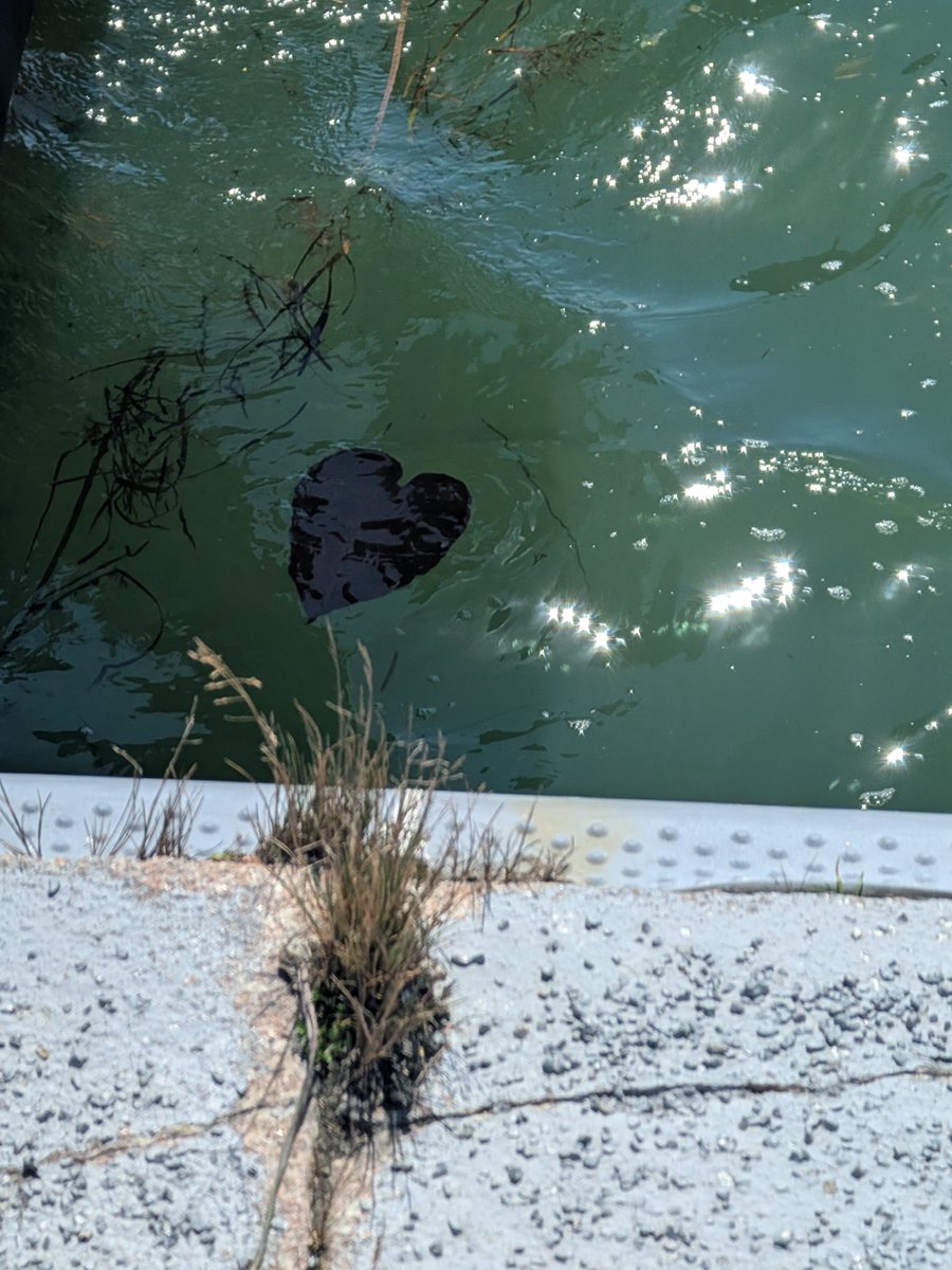 hello1104ks's tweet photo. 今日キラキラ公園でサバ釣り見てたらハートの葉っぱ？なのかハートな物が浮いてたw https://t.co/dy4Tc9Vgjs