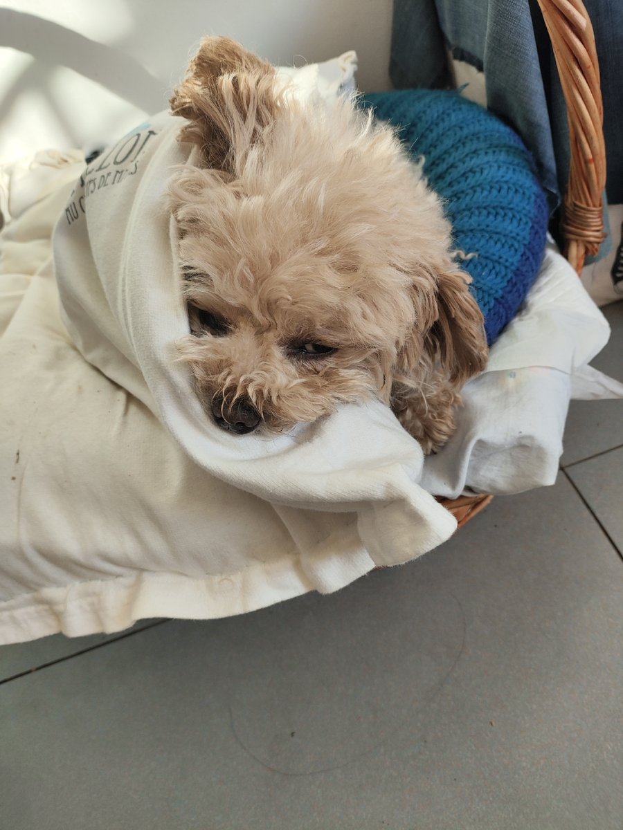 TrofYurich's tweet photo. Nothing beats the cozy feeling of my pup curled up beside me on a lazy Sunday—best low-key vibe ever https://t.co/2dkjZB6PnB