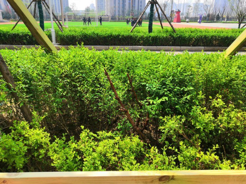 Framali74's tweet photo. [Check out our campus environmental volunteer club's "Trash Pick-Up u0026 Tree Planting" activity this Saturday at 9 AM by the north gate! Join us for a green weekend, free snacks and cool stickers are waiting! #CampusVolunteer #GoGreen]， https://t.co/rKxcPaya2t