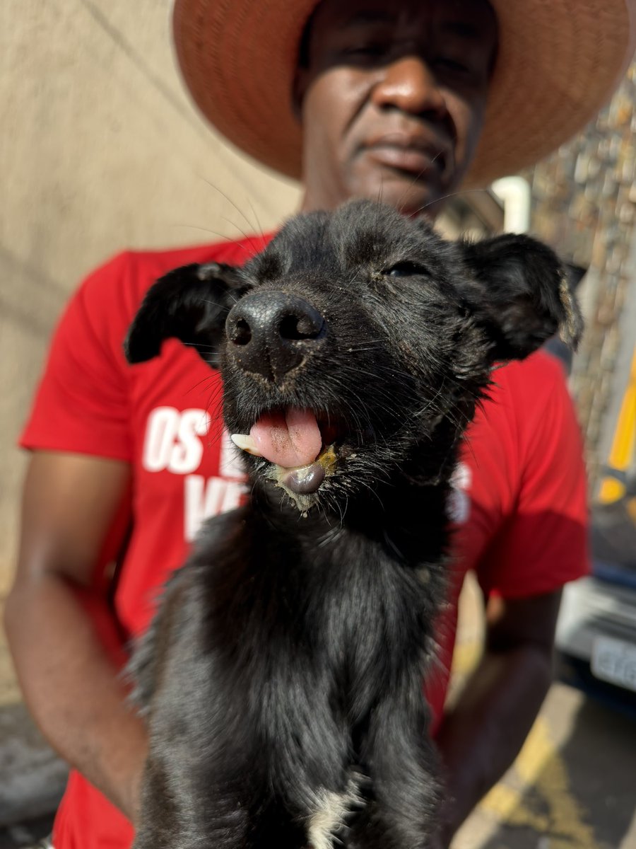 PauloProtetor's tweet photo. Notícias da cachorrinha que levou um chute na boca 🚨
Está internada, mas irá passar por uma cirurgia… Precisamos de ajuda, a cirurgia ir a ficar em 1.500,00 reais. Vocês poderiam ajudar? 
Pix cnpj: 24.285.635/0001-40
Comprovantes no WhatsApp: https://t.co/FgdcdfxohI https://t.co/mAGwnwMMui
