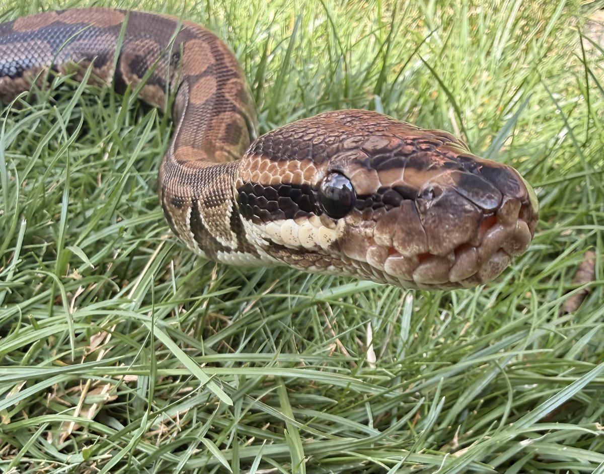 LadyNajaGirl's tweet photo. Took little one out for a slither in the garden today - he isn’t sure about grass but seemed to like the sunshine ☀️🐍 #royalpython #snake #snakesofx https://t.co/M2Iv0lqJtn