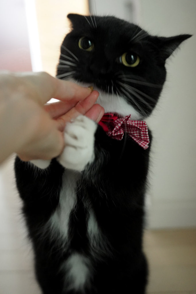 unicouniuni3's tweet photo. Yay! Treat time! https://t.co/eKgYjKUZGN