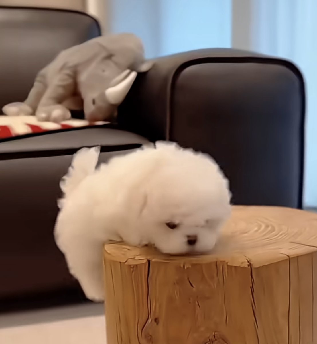 SkyGrande18's tweet photo. Watched our tiny furball take their first wobbly steps today—growling at the vacuum and stealing socks is already their vibe.  Pet parent wins today, for sure! https://t.co/PCD24NYdEH