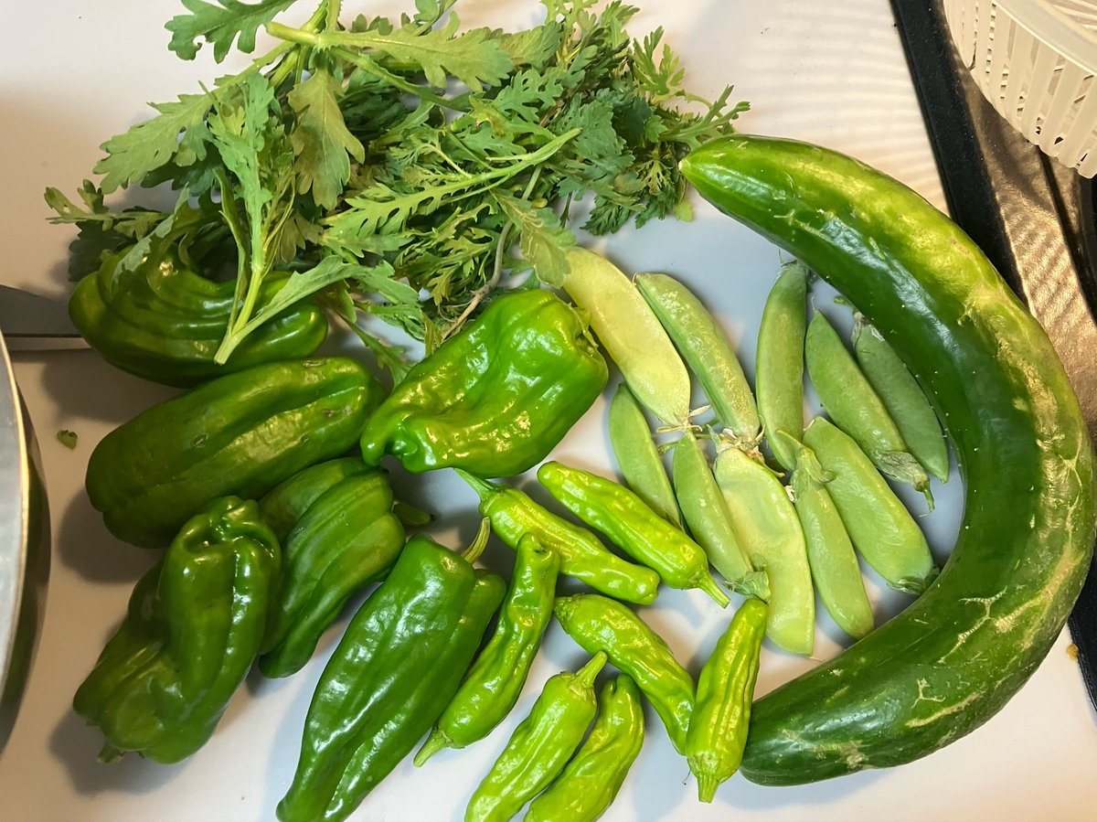 cha_156's tweet photo. ちな今日の収穫こんなでした
トマトがフィーバーきてる時期 https://t.co/PetE8fWqIp