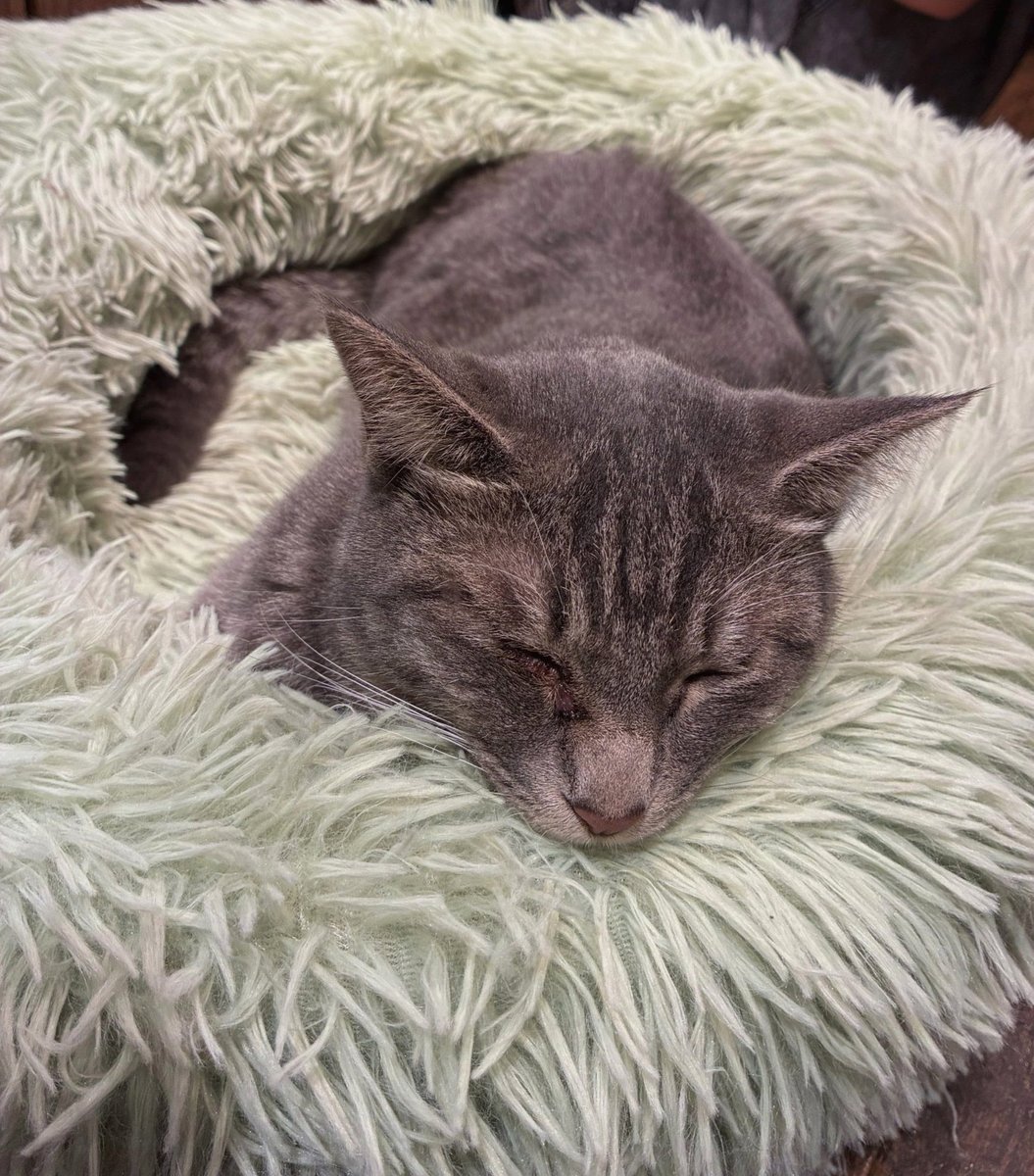 Meenah_mouse's tweet photo. fgoでウルズの場合隠し事が苦手ぽいのと過去の女神で現在の知識にあまり詳しくないから過去の女神ってバレやすかったんだろうな、、、ナッちゃんの場合隠し事が上手いのと現在の女神であまり知識にズレが少ないからバレにくいんだろうな、、
ウルズの場合バレた場合過去改竄凄い使ってそう https://t.co/XpCgSKYRyf