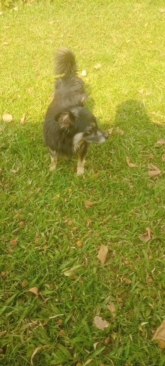 triciakeres27's tweet photo. Hi, my name is Gigi. I am Tricia's bestie😁❤️.I am alittle shy today. Good evening loves. https://t.co/GKnqbT4xzK