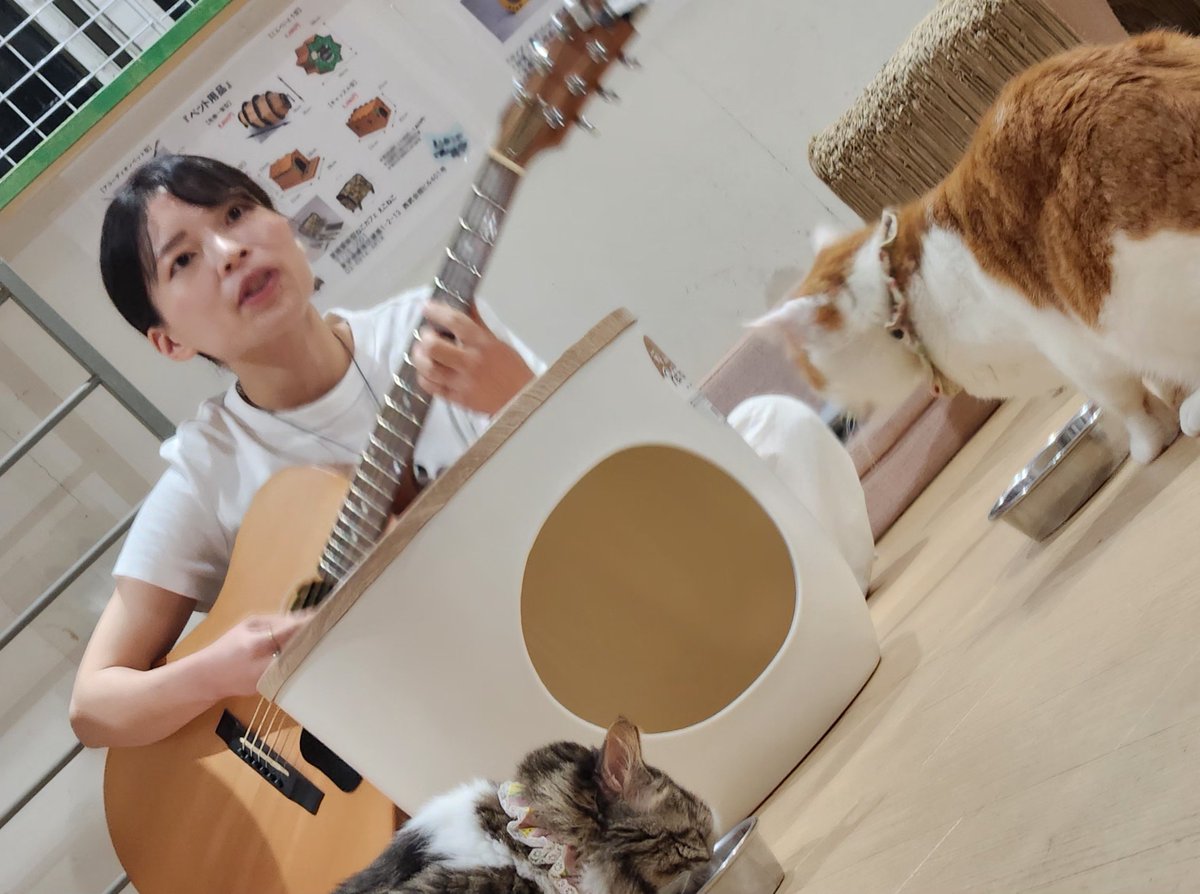 masa2252789088's tweet photo. えこねこLIVE来て下さいましたお客様出演して下さいました

　 中根もにゃさん 
　 @monya_nakane
　 Uitoさん
　 @uito_u 
 　 しゅんひろさん
　 @nana_shun_15

ありがとうございました😸🐾🎶
保護猫カフェ（練馬えこねこ）
　　  @econeco13

＃来てくれるだけで猫だ助け

次回はすぐ！✨8/29日 https://t.co/QiRtG5fwhR