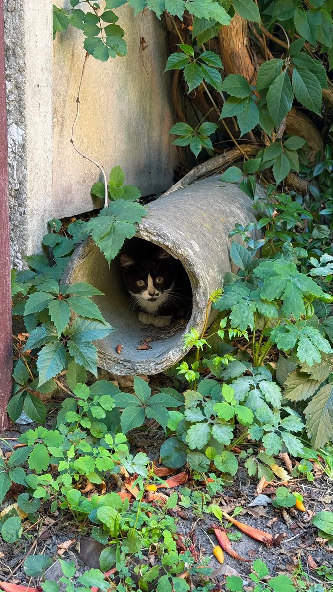 help_animals_dn's tweet photo. Від нас інфо : манюня шукає терміново  родину https://t.co/xkXhTj1rtP