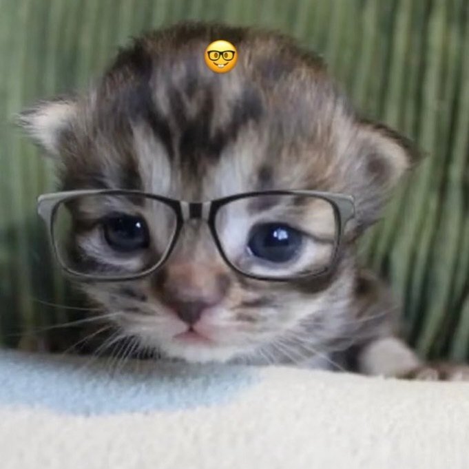 bunnywhodied's tweet photo. like this cute cat if you love wholesome content👍 https://t.co/RxtDXc9DGA