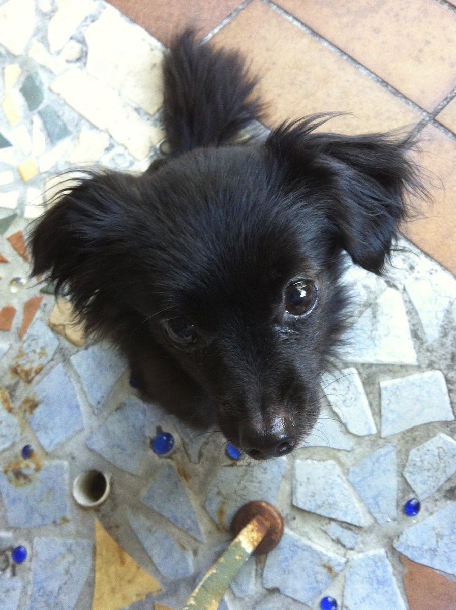 felltyfg's tweet photo. baby padfoot https://t.co/LT87c3kPLl