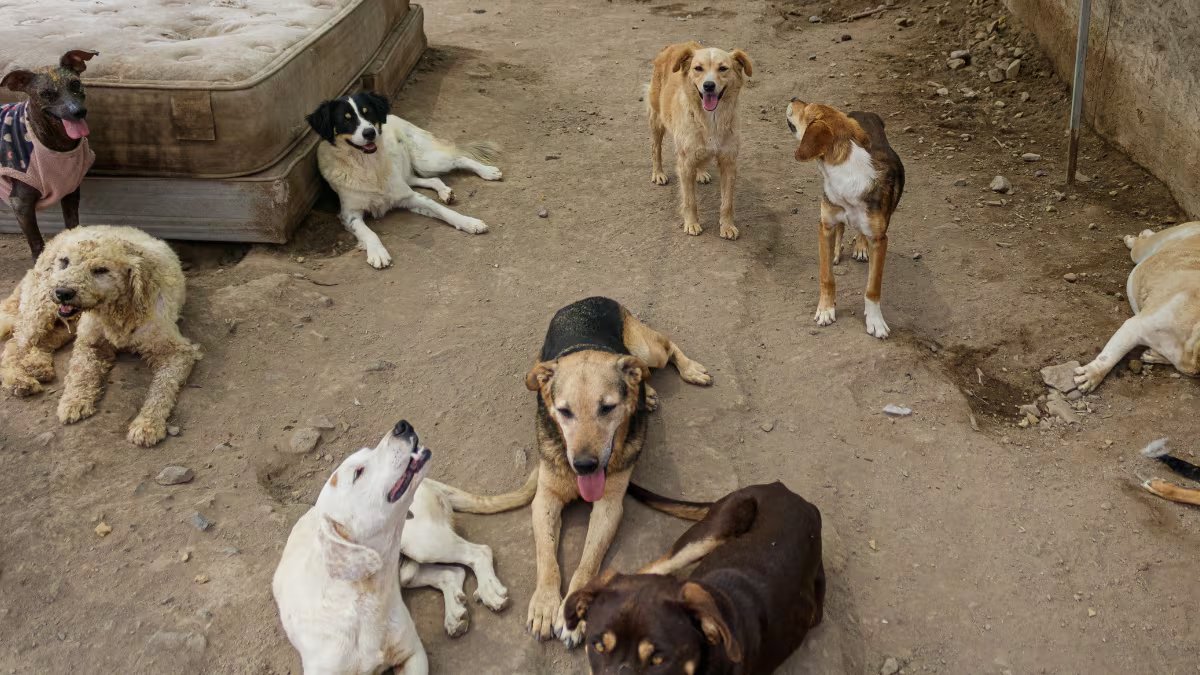 delpynews's tweet photo. ▶️EL DÍA QUE UN PERRITO SOCORRIÓ A UN SANTO: HAY QUE FELICITAR A LOS PELUDITOS | ​​​​​😍

Hoy se recuerda la fiesta de San Roque, el santo patrono de los perros.❤️🐶

De acuerdo con una antigua tradición, un perro alimentó al peregrino francés y lamió sus llagas cuando se contagió de peste.🥹

Para evitar contagiar a otras personas, Roque se aisló en un bosque y un perro le llevaba comida todos los días. En una ocasión, el dueño del animal lo siguió y descubrió al enfermo, a quien socorrió.👌

En nuestro país y en otros sitios, es tradicional que algunas personas organicen karu guasu para los peluditos.🍲