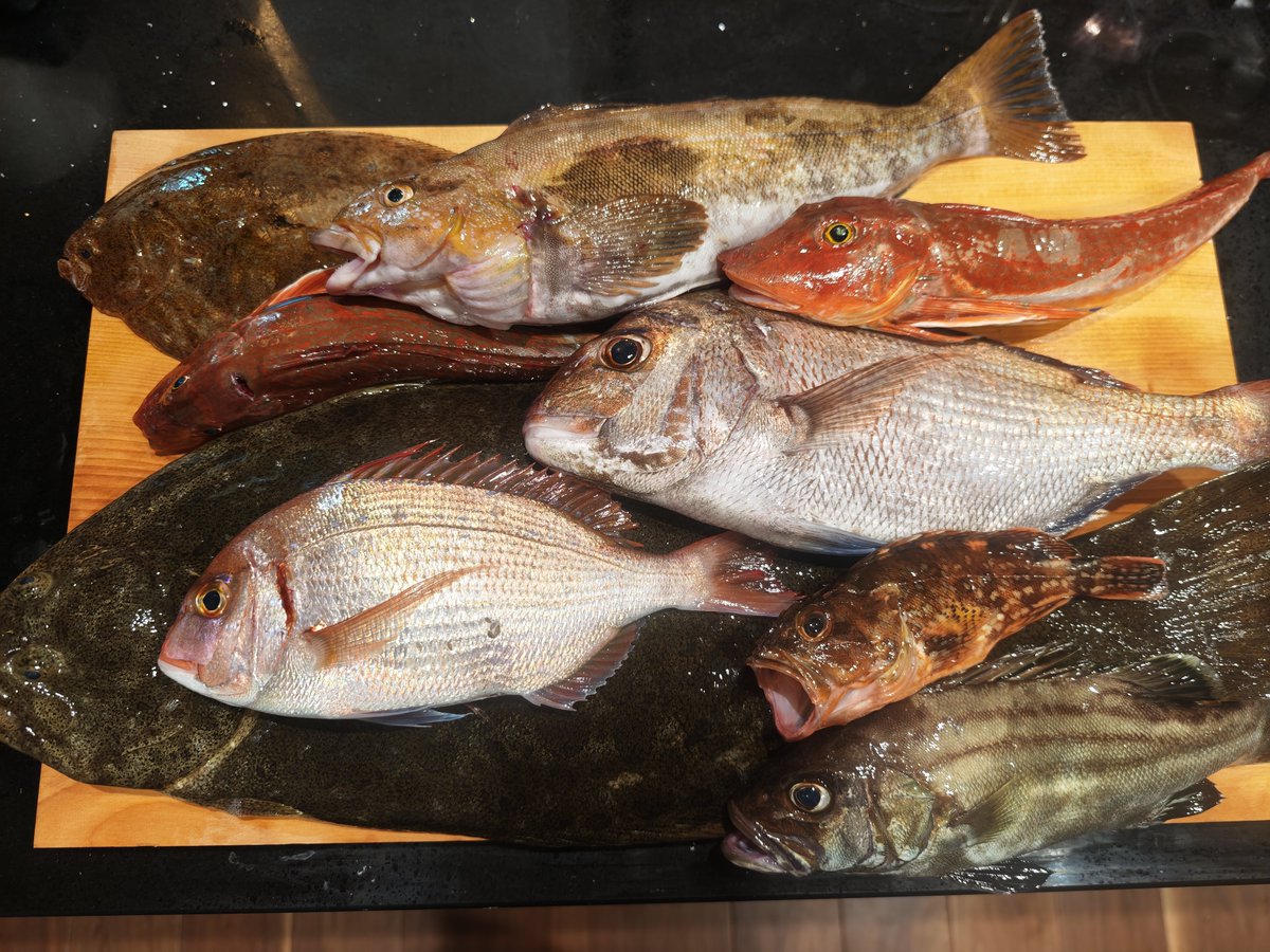 repti1029's tweet photo. 本日の釣果🎣
アイナメが太くて美味そう https://t.co/2655tEdNBQ