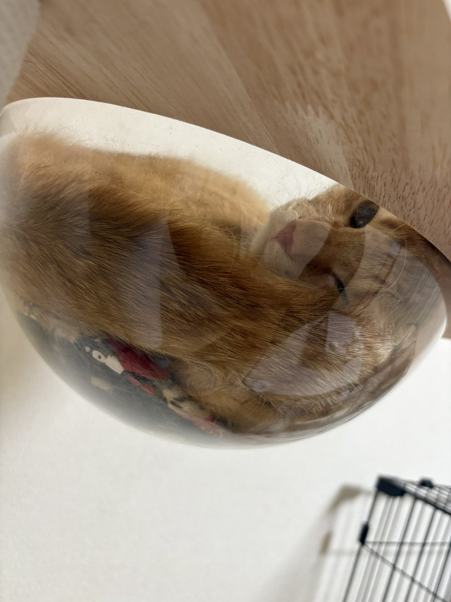 sirius556d's tweet photo. やはり猫は液体であった🐈 https://t.co/aVW0dSrEkr