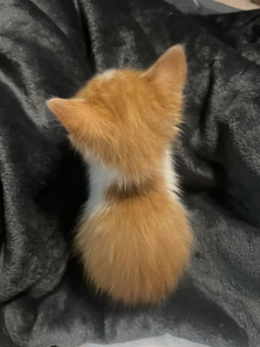 imfallingfast's tweet photo. 🐈🫳🏻 https://t.co/IRHP7TcIzL