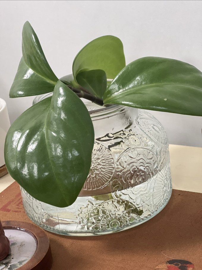 omuramasujirou's tweet photo. Just turned old glass jars into cute plant holders with spray paint u0026 rope! Quick DIY win for my tiny balcony https://t.co/sCpUYwJxRU