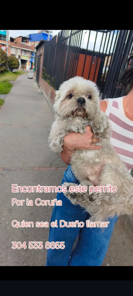 brenner21's tweet photo. Se busca a los dueños de este perrito extraviado encontrado por la curuña. https://t.co/AKX8cris1b