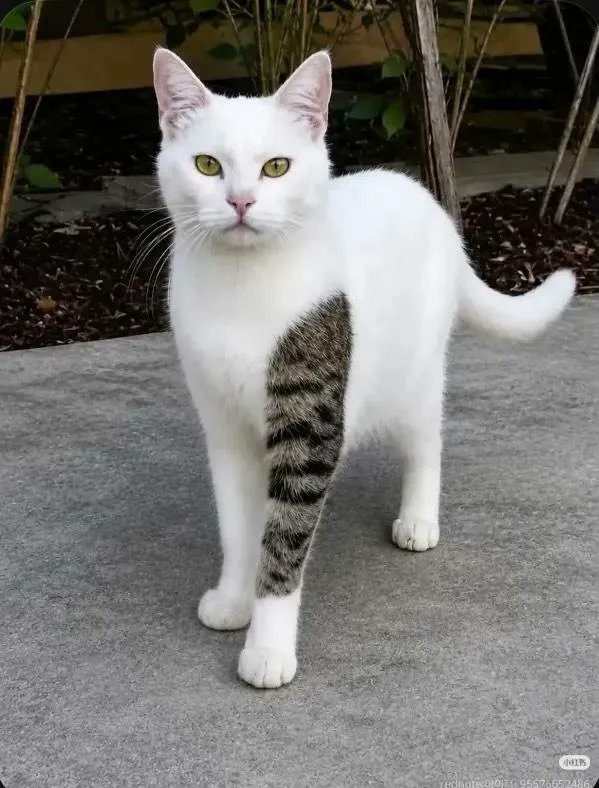 KampusUpdate's tweet photo. Belum ada yang ngangkat jadi ketua, tapi semua kucing udah kasih respect duluan 🤣 https://t.co/WLv3W1CfFG