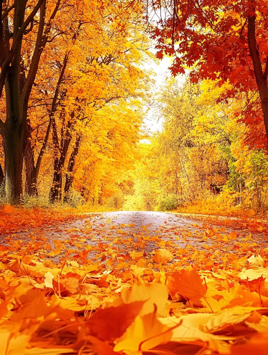 bolduc4life's tweet photo. Just caught the first golden autumn leaf drifting down—autumn’s crisp vibe is officially here! https://t.co/RQPc9FJ6sI