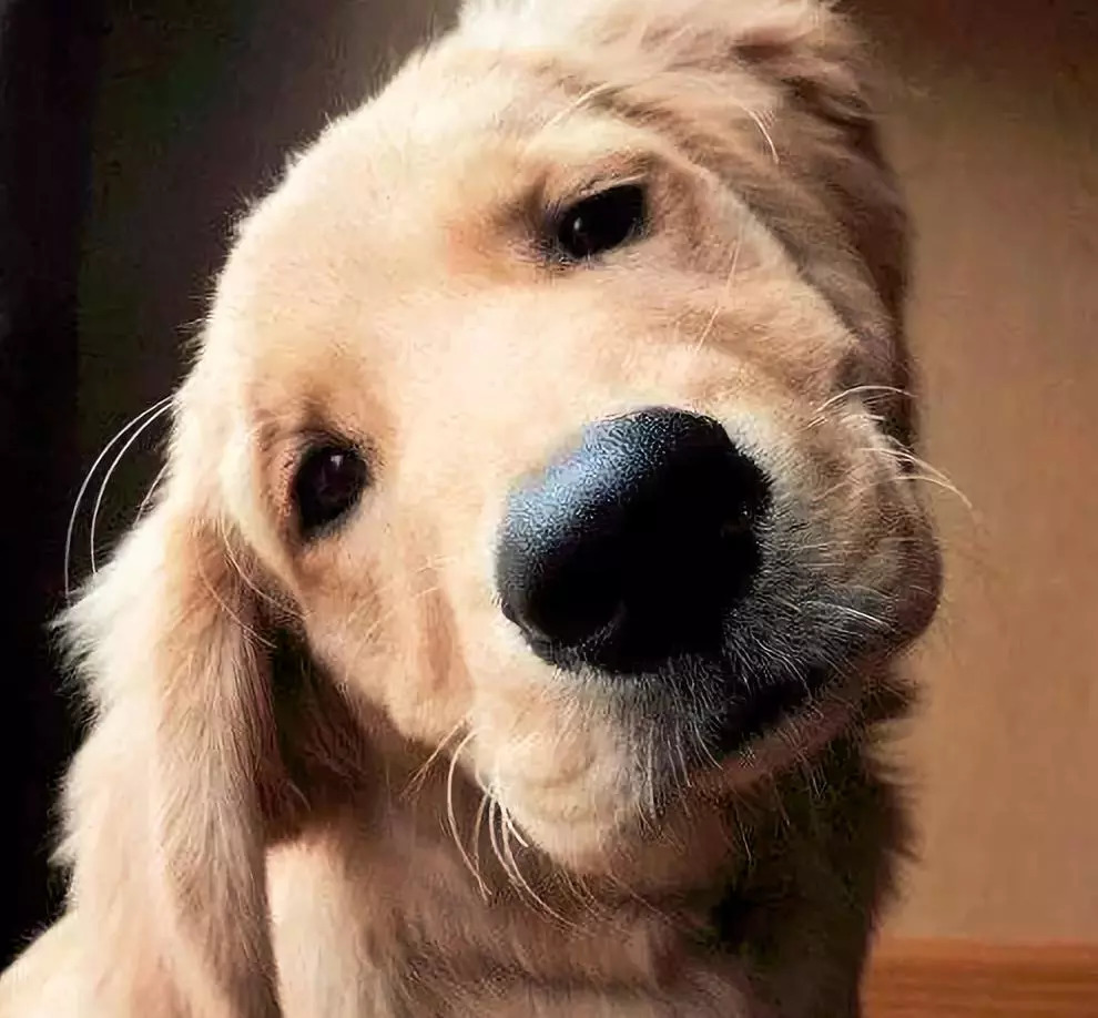 SuperPCOV's tweet photo. My pup’s snuggle time just turned my stressful workday into pure joy https://t.co/XFFbK7VPE9