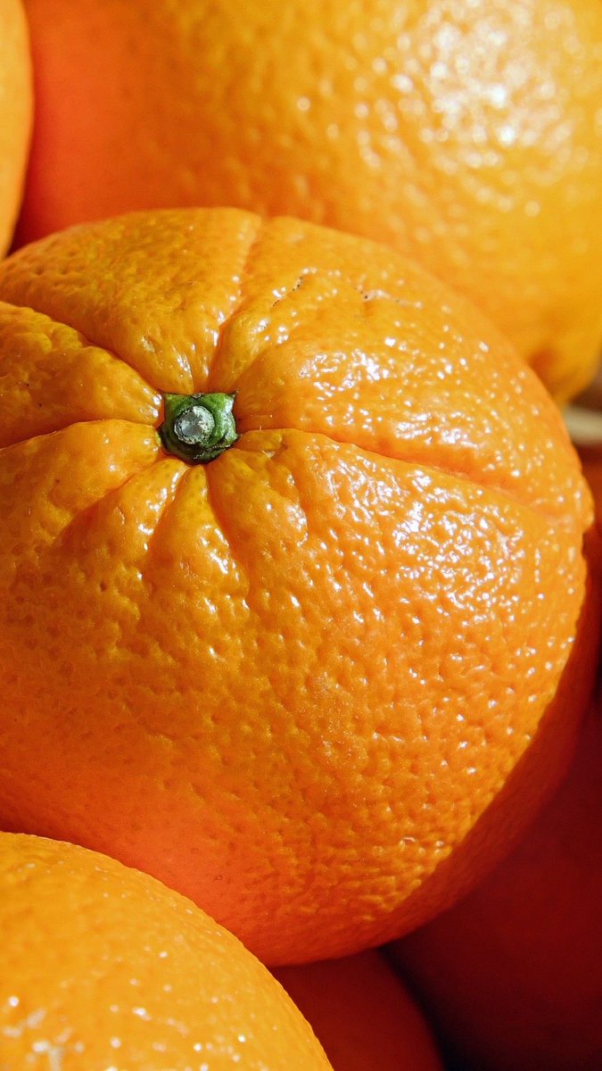 vionelle_sa's tweet photo. كيف تتحول قشرة البرتقال إلى قطرة زيت عطري؟ 🍊✨
قشرة البرتقال اللي نرميها غالبًا بعد ما نخلص البرتقالة… تخبّي داخلها شيء ما تتوقعونه. 👀

غدد صغيرة جدًا مليانة زيت عطري، ومنها تبدأ رحلة طويلة تنتهي بقطرة ريحتها برتقال كاملة.

طيب كيف يطلعونها؟ 🧵👇🏻 https://t.co/Shpy3j0RhV