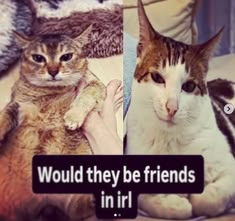 CatPosted's tweet photo. https://t.co/IZeU2AtfPa