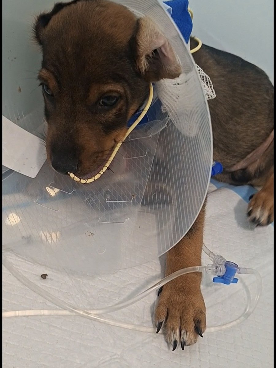SilviaMylo's tweet photo. Caso real, por desgracia absolutamente real 😭😢💔Copio :

🚨 URGENTE MADRID: SE NOS ESTÁN MURIENDO. NECESITAMOS VUESTRA AYUDA 🚨
​Trajimos a Madrid a varios bebés del campo y han dado positivo en parvo 💔. Están gravísimos 🏥😭.
​Estamos sin un duro 📉💸. Venimos de rescatar muchos casos de leishmania con traumas 🐾, deshidratados 💧 y al límite 🆘, y la cuenta de la asociación está a cero 🚫💰. Las facturas del hospital nos superan 🧾💥 y no podemos pagar su tratamiento 😢🩺.
​Por favor, echadnos una mano 🙏✨. Un euro 💶, compartir este post 📲... lo que podáis. Todo suma para salvarlos ❤️🐶.
​Donaciones:
​Bizum: 662922241 📲
​Cuenta bancaria: ES76 0030 1214 1800 00709271 🏦