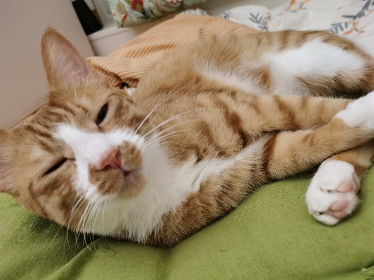 CVhpmVuTB94diRF's tweet photo. Nothing beats a lazy Sunday on the couch with my purring cat curled up on my lap https://t.co/9Am5vw0zmk