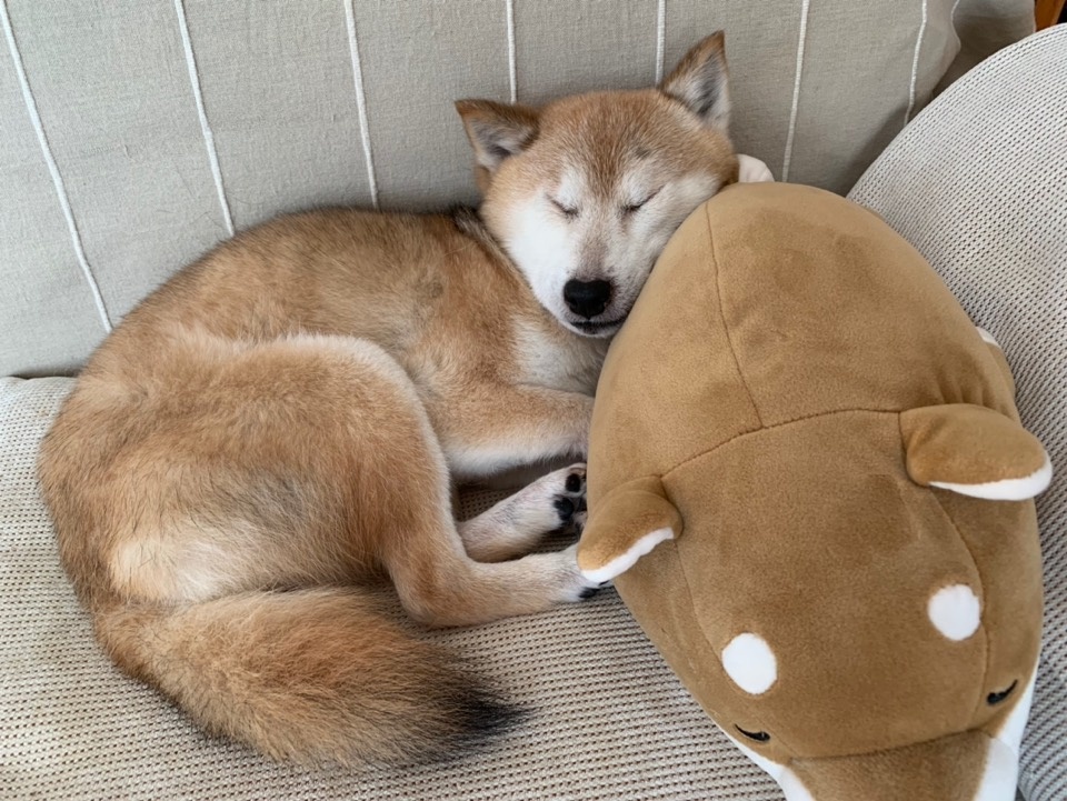 gorillaunit99's tweet photo. My rescue pup just curled up on my lap while I work—small moments that make every busy week feel so warm. https://t.co/WTpoRTk2Xr