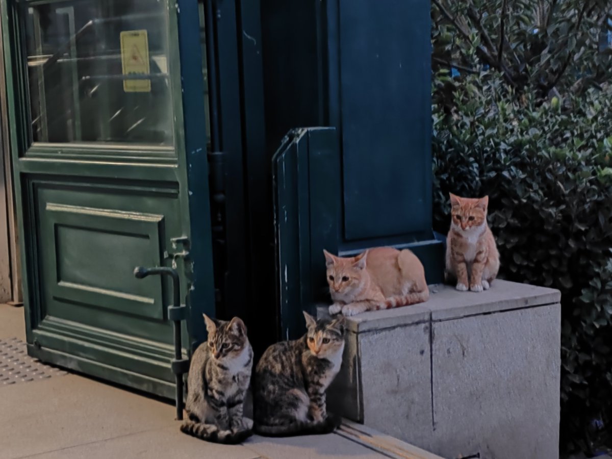 driverkarl's tweet photo. Catching a quiet street moment: morning light spilling over old shop awnings, a stray cat napping on a wooden crate—small joys hit different when you slow down. https://t.co/W5pWkGIa5o