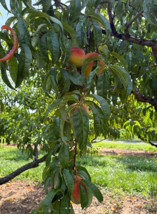 Eva715au's tweet photo. The peach orchard is filled with the fragrance of peaches. Anyone want to come https://t.co/1H9KXYnKfT