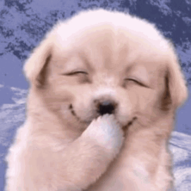 reginlos's tweet photo. whats the point of sending derivs?

on solana we have always just sent memes.
and there is a giggle dog meme. check the amount of sources.

tenor: https://t.co/gXuhQWWFdu https://t.co/cGhFlzTMho