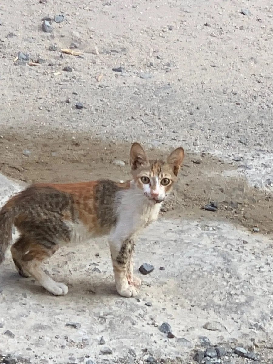 Calico0x's tweet photo. تكفون يا جماعه نحتاج انقاذ عاجل، قطتين يموتون على بطيء مو قادرين ياكلون، الموقع 📍 مكه المكرمه، رقم التواصل 0540736404
البنت لها فتره تعلن عنهم ومحد جاء انقذهم
لازم نلحق عليهم قبل فوات الأوان #مكة #انقاذ #قطط https://t.co/W3JNaud1N4
