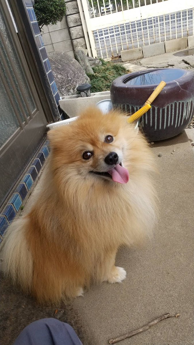 bHms04vHHI59w3J's tweet photo. 【迷子犬を探しています】

8月15日夜、群馬県桐生市新里でポメラニアンが迷子になりました。

🐶13歳・約5kg

見かけた方、保護された方はＤＭにて情報をお寄せください。
どうかご協力をお願いいたします。

#迷子犬 #群馬県 #桐生市 #新里 #ポメラニアン https://t.co/AazOZrTCDP