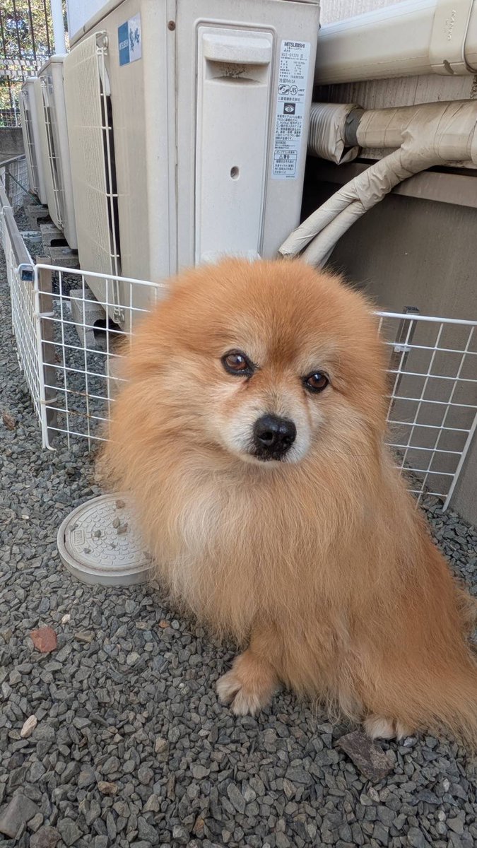 bHms04vHHI59w3J's tweet photo. 【迷子犬を探しています】

8月15日夜、群馬県桐生市新里でポメラニアンが迷子になりました。

🐶13歳・約5kg

見かけた方、保護された方はＤＭにて情報をお寄せください。
どうかご協力をお願いいたします。

#迷子犬 #群馬県 #桐生市 #新里 #ポメラニアン https://t.co/AazOZrTCDP