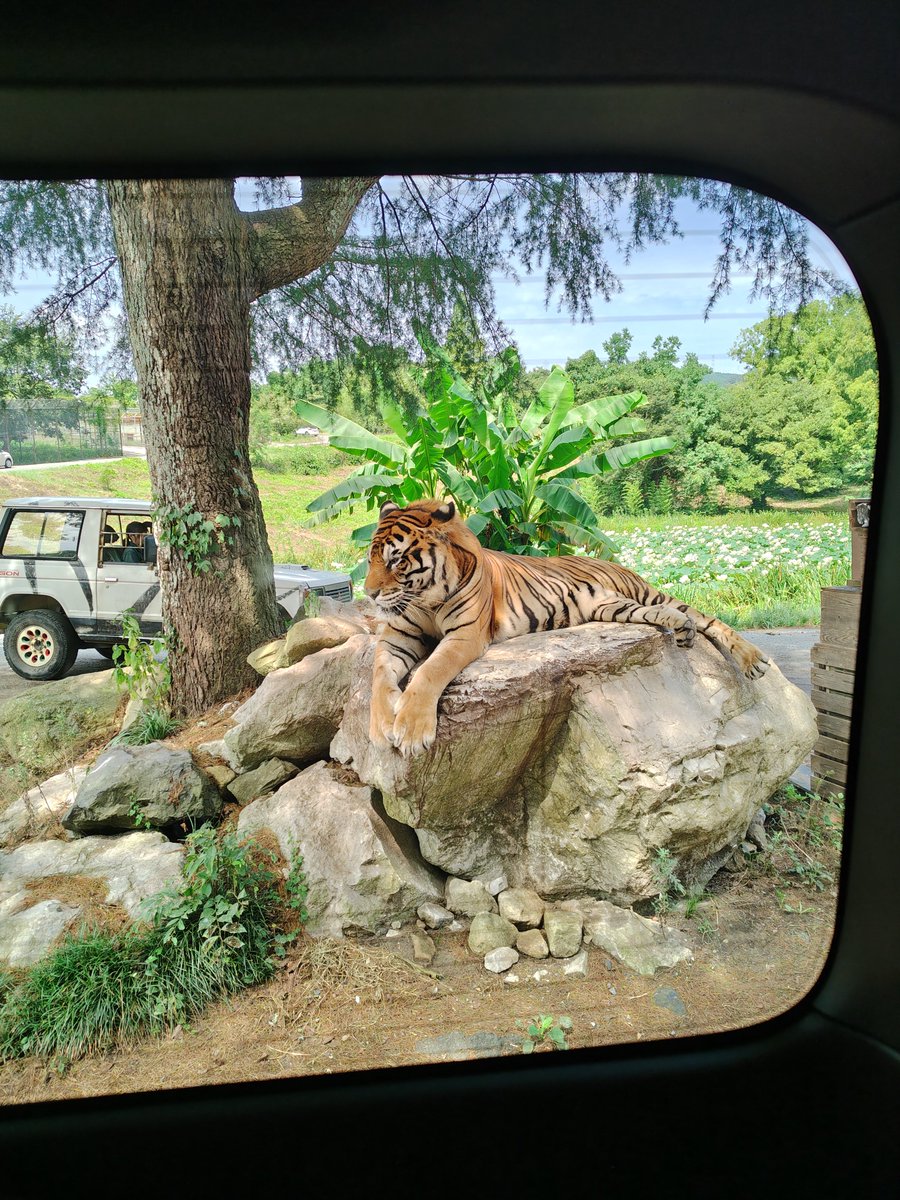 O2TB__setsu's tweet photo. 夏の思い出①大自然と🐯と🍶 https://t.co/6BebbWUIcE