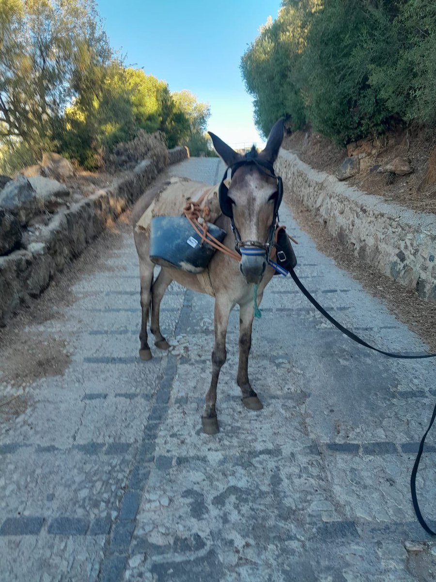 mefiexsa's tweet photo. Medios tradicionales y trabajo manual para llegar a aquellos puntos donde la maquinaria no puede hacerlo, procurando además una intervención respetuosa con el entorno.

Adecuación y Señalización del Camino Viejo del Cerro, una actuación de la Diputación de Huelva. https://t.co/zNNb2WKA6M