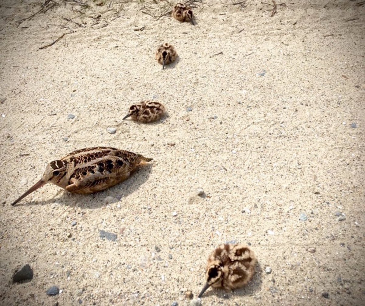 labradortwister's tweet photo. Find the mama woodcock (DIFFICULTY: IMPOSSIBLE) https://t.co/Dm6eBJ0bTT