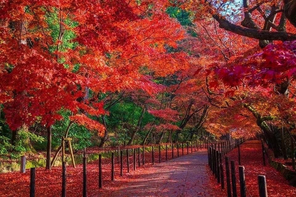 AdilInce's tweet photo. [Autumn breeze + golden maple leaves = perfect afternoon walk ]， https://t.co/i1NwtnEOEi