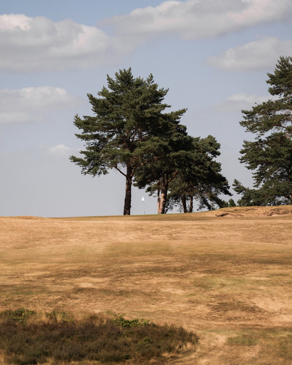 delameregolf's tweet photo. Thanks to the summer sun and limited rainfall over the past few months, our course has been playing true to its heathland nature. Firm and fast. https://t.co/uHxlPzeuQs