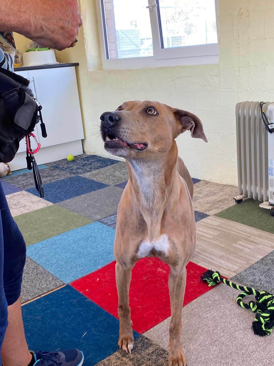 rescuedoggypaws's tweet photo. Mercedes, the girl the Rescue rescued from the pound last week, is already relaxed and friendly and making great progress at kennels
Available for adoption
https://t.co/Dd3UguYxDZ
#Worcestershire #Malvern #Pershore #Staffordshire #Leicester #Oadby #Birmingham https://t.co/vj0WhCD6qP