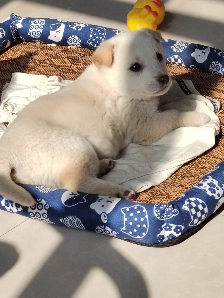 MeyNgma's tweet photo. [My little pup who could barely stand 2 months ago just fetched his first toy all by himself today  Love these tiny wins that make my heart full!] https://t.co/Vzxu8c2tpW