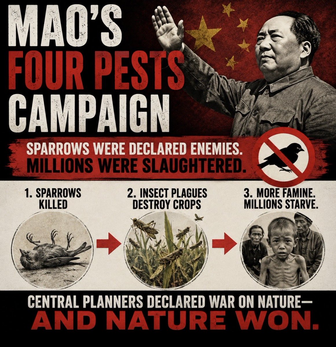 antikommunistic's tweet photo. 👀 Mao’s Four Pests Campaign: 

Sparrows were declared enemies of the people and slaughtered by the millions. The resulting insect plagues destroyed crops and worsened the Great Famine. Central planners declared war on nature… and nature won.

Follow for more disturbing communist history. 🔥