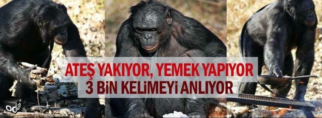 heyveze's tweet photo. mingiye 2 saat boyunca havladıktan sonra hissettiğim gerilik https://t.co/DM2hIzXRts