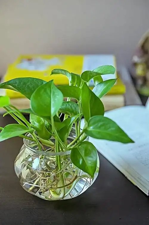 FDonald11's tweet photo. Pro tip for pothos lovers: Water when the top 2 inches of soil feel dry, and keep it in bright indirect light—your plant will thrive for years! https://t.co/KfGYkcs03J