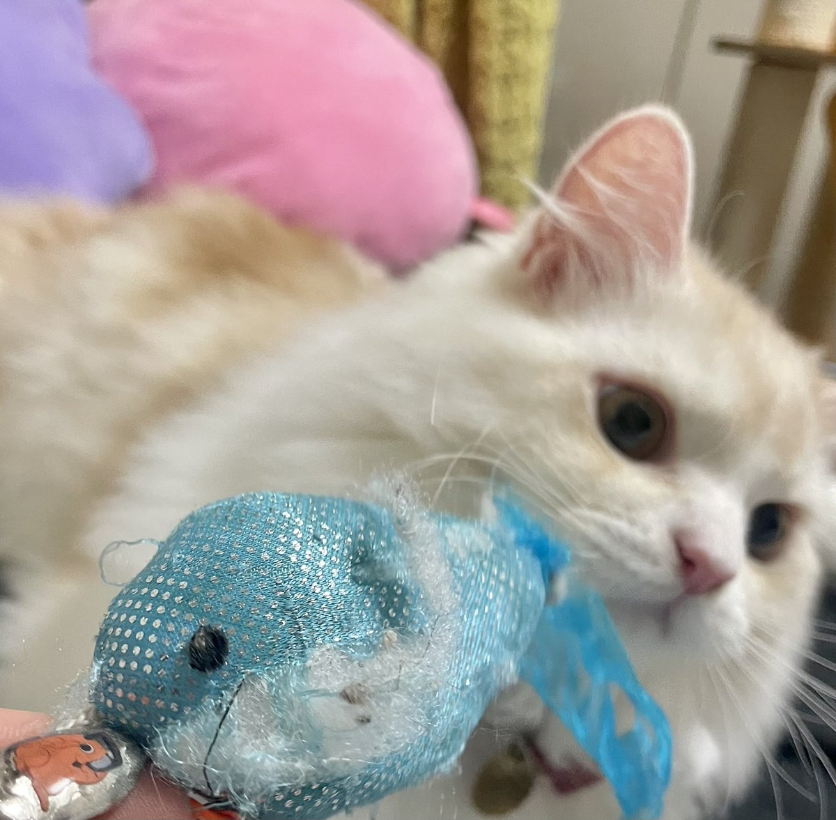 roicat0528's tweet photo. 百均のワイヤー猫じゃらしの先っぽに付いていた魚。
購入した2日後にはワイヤーから取れて、ハラワタが出てきました。
ノアくんのお気に入り。

昨日新しく買ってきたしっかりめの猫じゃらしには目もくれず、ボロボロの魚に夢中。 https://t.co/G4AXXKeKy6
