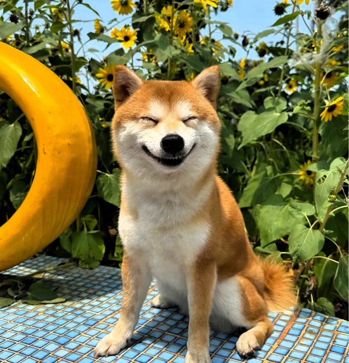 memedruggieig's tweet photo. Nothing beats coming home to a wagging tail waiting for you.  Pet days are the best days! https://t.co/YtvrJOf9VB